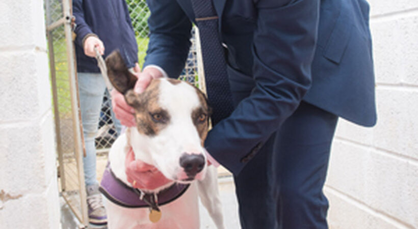 Kennel working retrieves cash for rescue charity