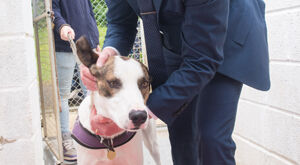 Kennel working retrieves cash for rescue charity