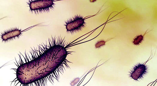 Fast and accurate salmonella testing