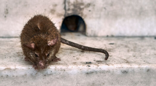 COVID-19 update: New guide offers cleaning professionals peace of mind on pests