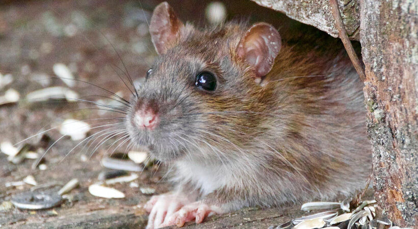 Ian Andrew, chief executive of the British Pest Control Association (BPCA), discusses rodent control and the impact this new law could have on public health and businesses.